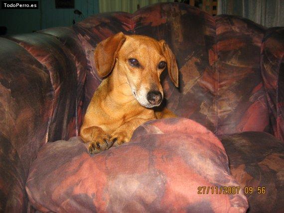 Foto del perro Cuker