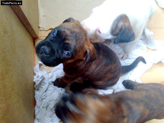 Foto del perro Rocki