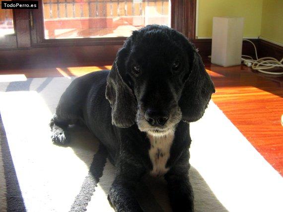 Foto del perro Simba