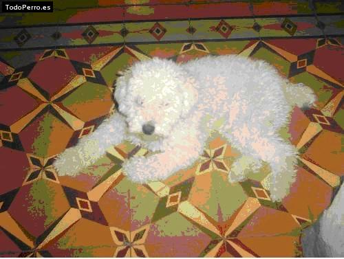 Foto del perro Odie