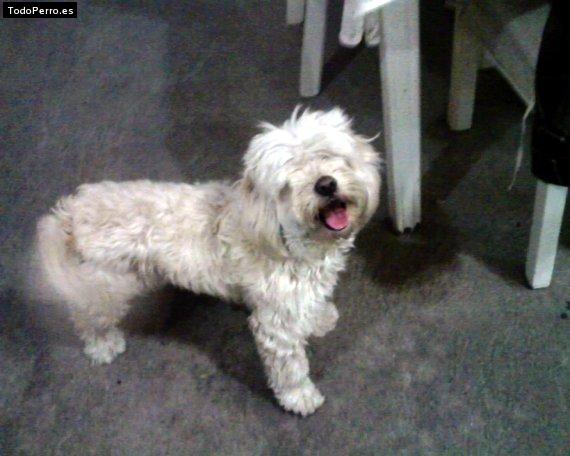 La foto del perro Chikiz Foto del perro Chikiz