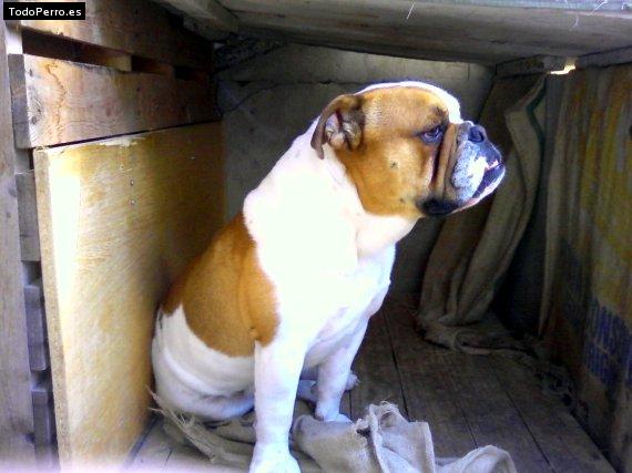 Foto del perro Rambo