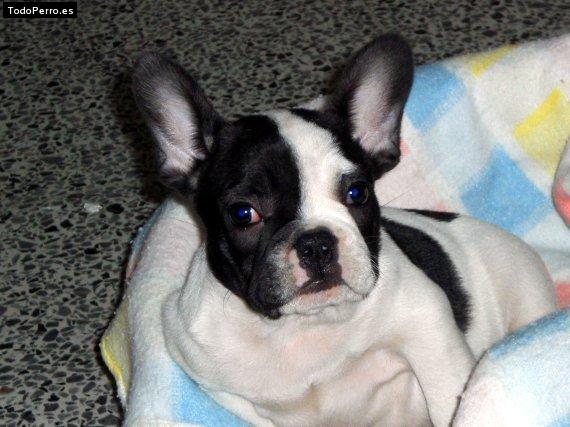 Foto del perro Nano