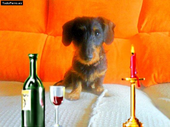 Foto del perro Brush