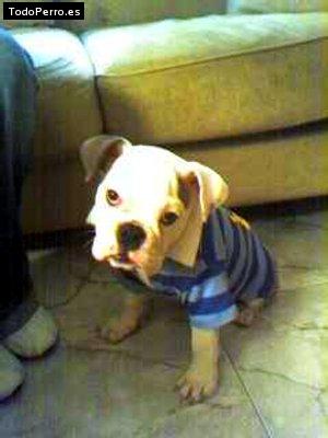 Foto del perro Sofia