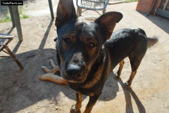 Foto del perro Monchipiripinyo