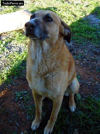 La foto del perro Kosto Foto del perro Kosto