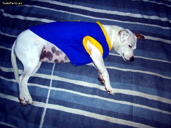 La foto del perro Chiqui Foto del perro Chiqui