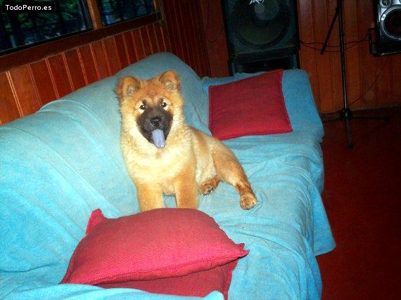 La foto del perro Pepon Foto del perro Pepon