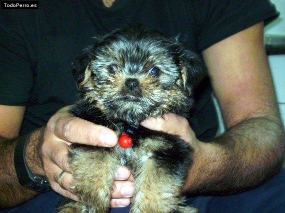 La foto del perro Mirko Foto del perro Mirko