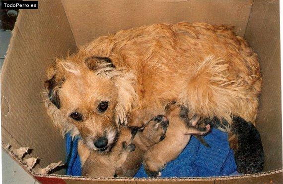 La foto del perro Magui Foto del perro Magui