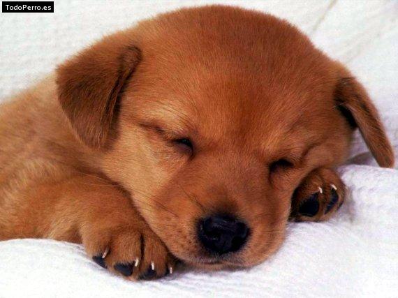 La foto del perro Paco Foto del perro Paco