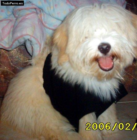 La foto del perro Gordo Foto del perro Gordo