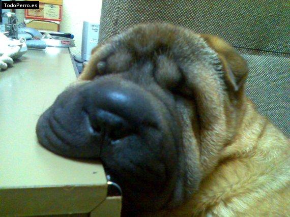 La foto del perro