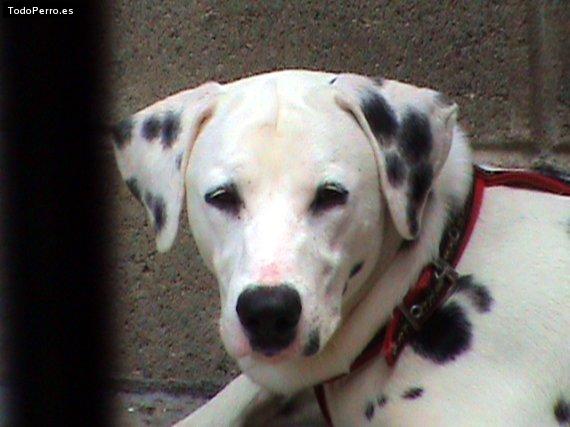 Foto del perro Manchas