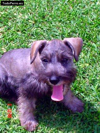 La foto del perro Chiva Foto del perro Chiva