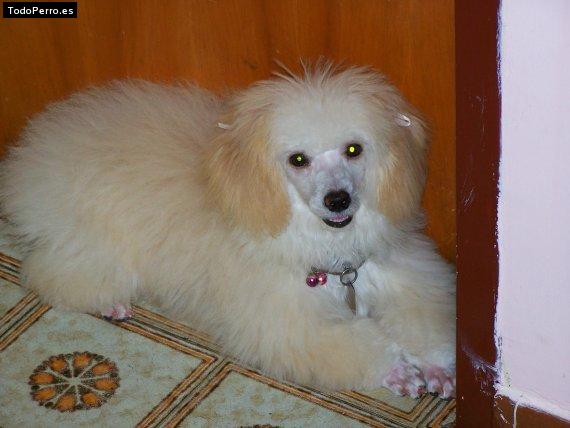 La foto del perro Cotufa Foto del perro Cotufa