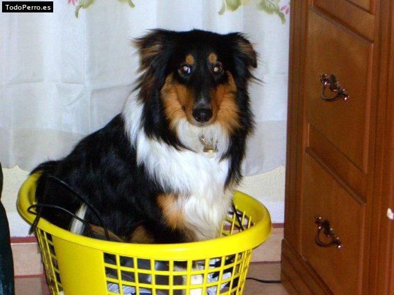 La foto del perro Grace Foto del perro Grace