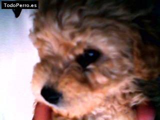 Foto del perro Sanson