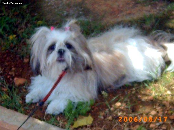 Foto del perro Thais