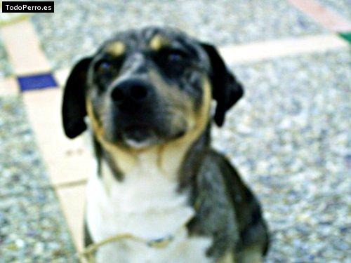 La foto del perro Guache Foto del perro Guache