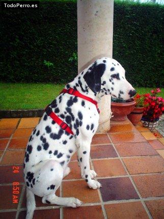 Foto del perro Niko