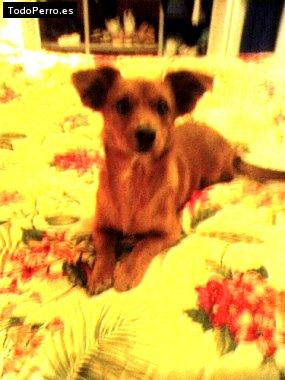Foto del perro Tito
