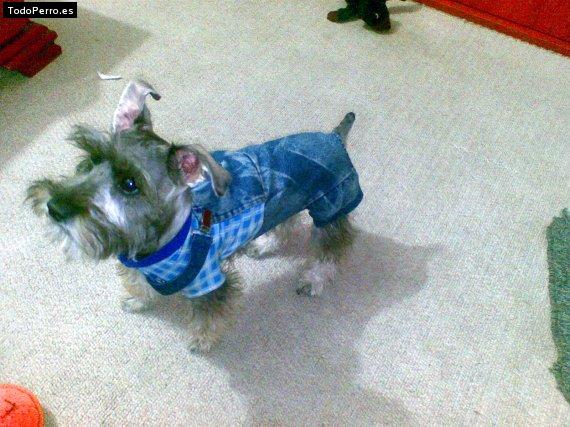 La foto del perro Gudy Foto del perro Gudy