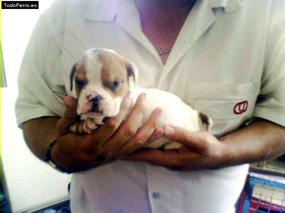 Foto del perro Roco