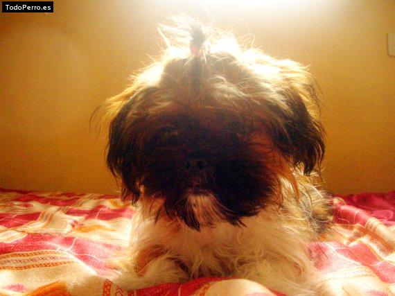 Foto del perro Joly