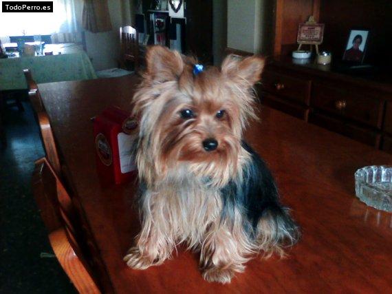 La foto del perro Estrelly Foto del perro Estrelly