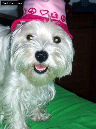 Foto del perro Nika