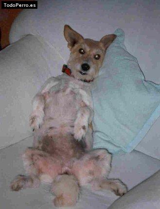 La foto del perro Chuchi Foto del perro Chuchi