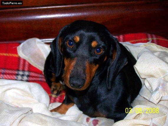 Foto del perro Crystal