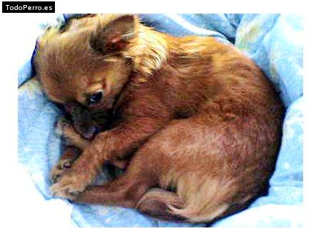 La foto del perro Gismo Foto del perro Gismo