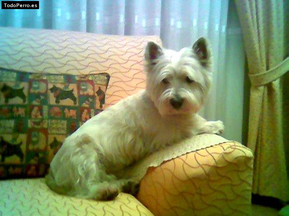 Foto del perro Nuki