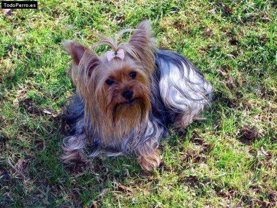 La foto del perro Lady Foto del perro Lady