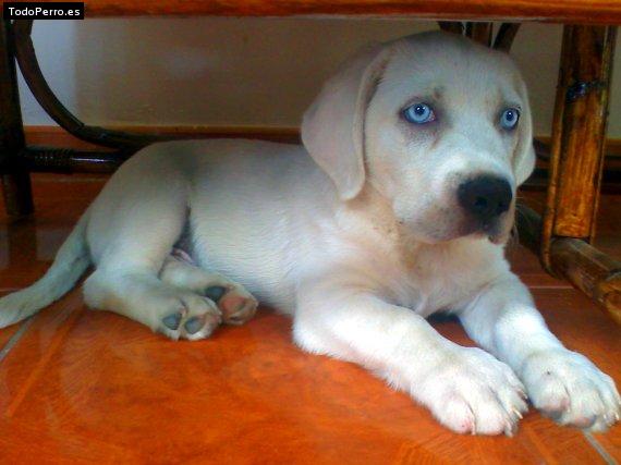 Foto del perro Shandoso