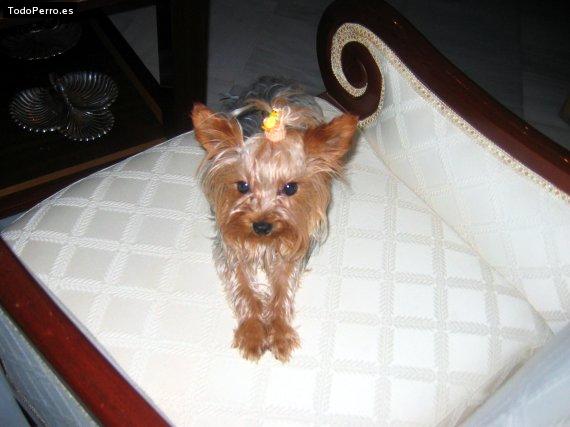 La foto del perro Micaela Foto del perro Micaela