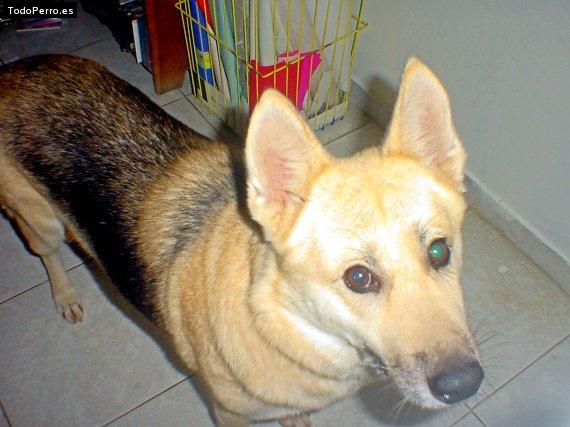 Foto del perro Deisy