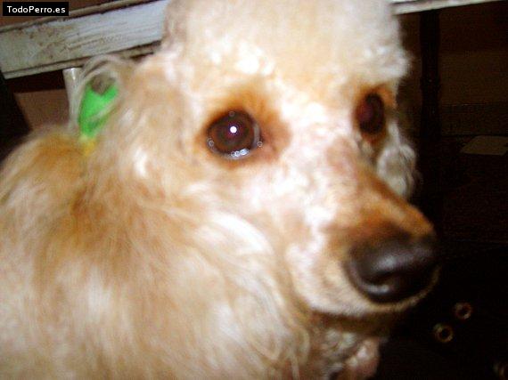 La foto del perro Caramelo Foto del perro Caramelo