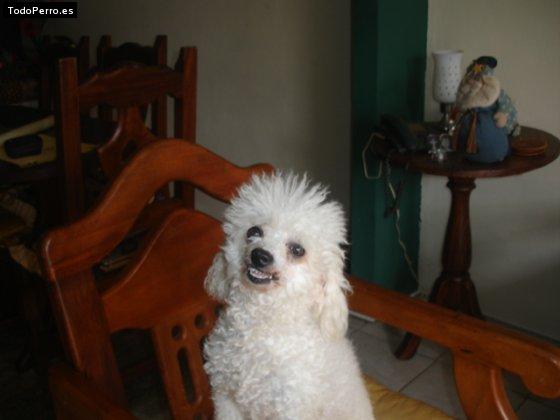 La foto del perro Chiquita Foto del perro Chiquita