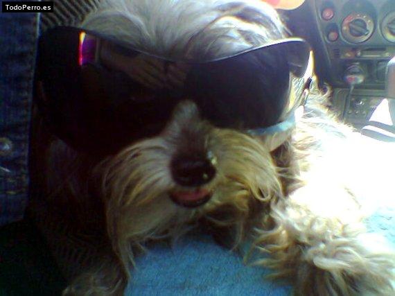 Foto del perro Maggie
