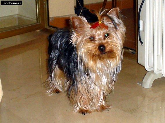 La foto del perro Pipon Foto del perro Pipon