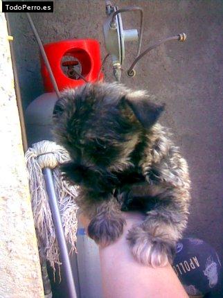 La foto del perro Gisy Foto del perro Gisy