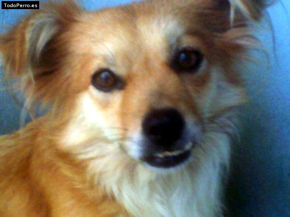 La foto del perro Chiquita Foto del perro Chiquita