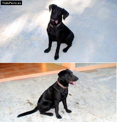 Foto del perro Rocky
