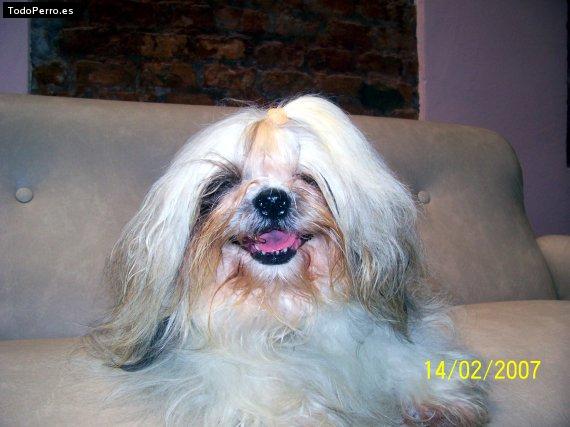 Foto del perro Mateo