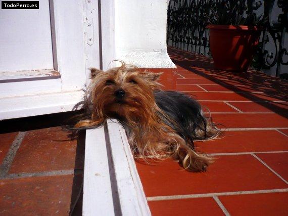 La foto del perro Gambita Foto del perro Gambita