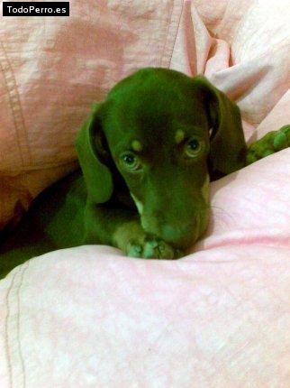 Foto del perro Brown